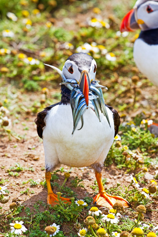 Puffins favourite food sandeels