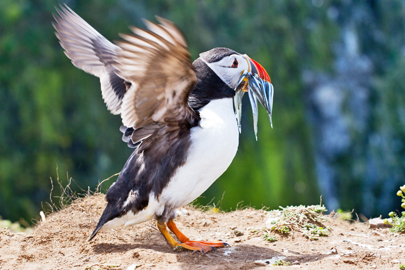 Puffin With Fish In It's Beak