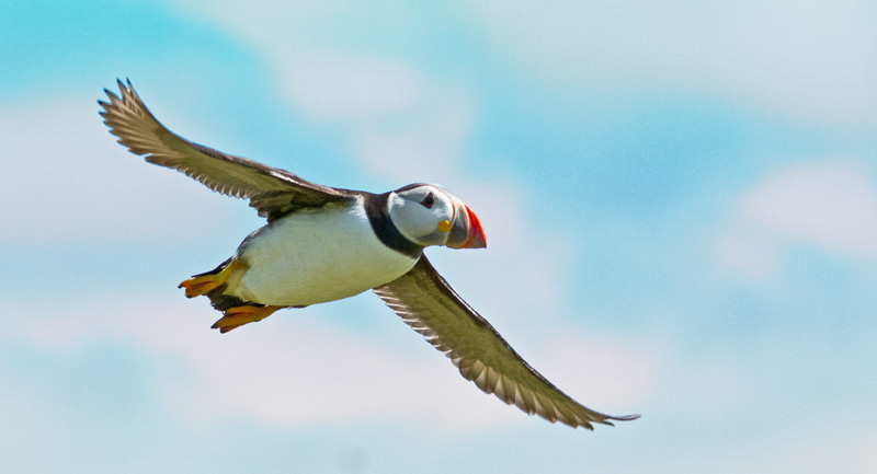 Puffin In Flight