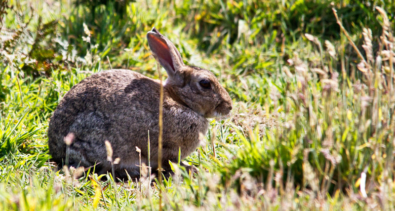 One of the many rabbit that dig the barrow for the puffins
