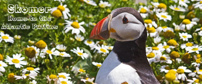 Puffin on Skomer Island, Wales