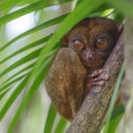 Huge eyes of the Philippine Tarsier