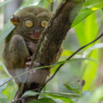We wanted to see the Philippine Tarsier