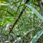 The native habitat of The Philippine Tarsier