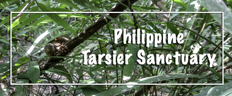 Getting to and back from the Philippine Tarsier Sanctuary