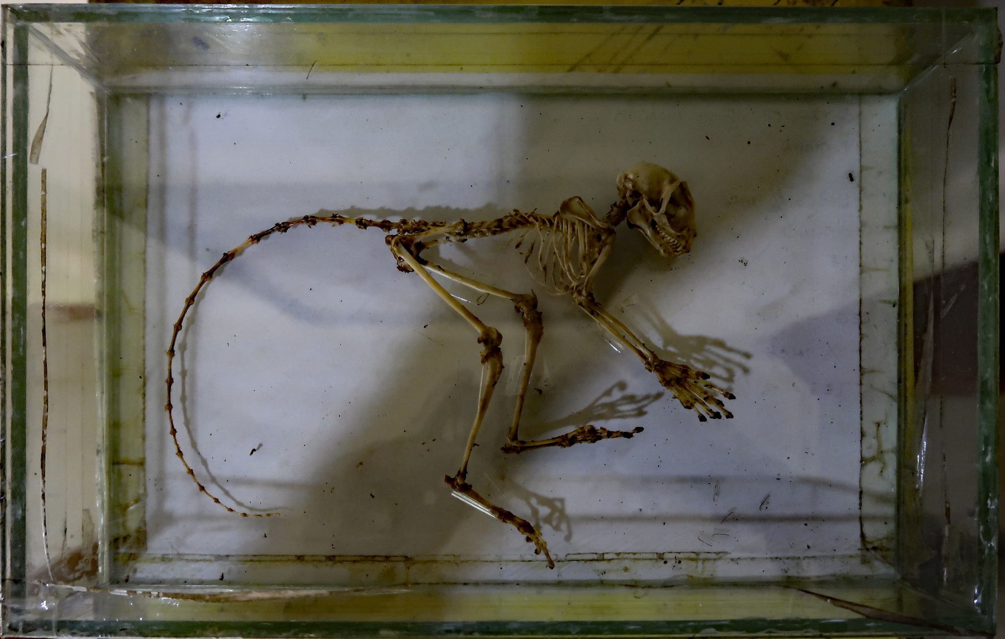 Tarsier Skeletal System