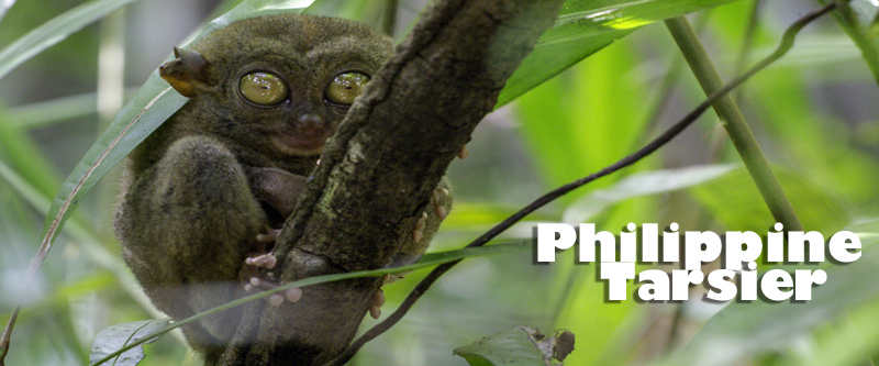 Face to face with one of the world’s smallest and most sensitive primates