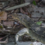A water monitor lizard found at Pulau Penang National Park