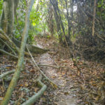 Start of the trail in Pulau Pinang National Park